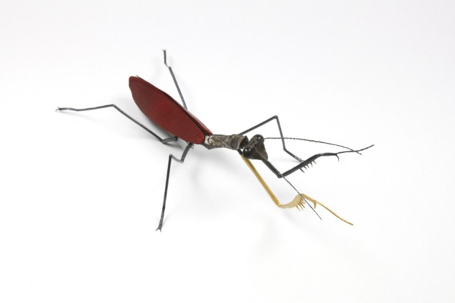 Insects_ mantis的圖片