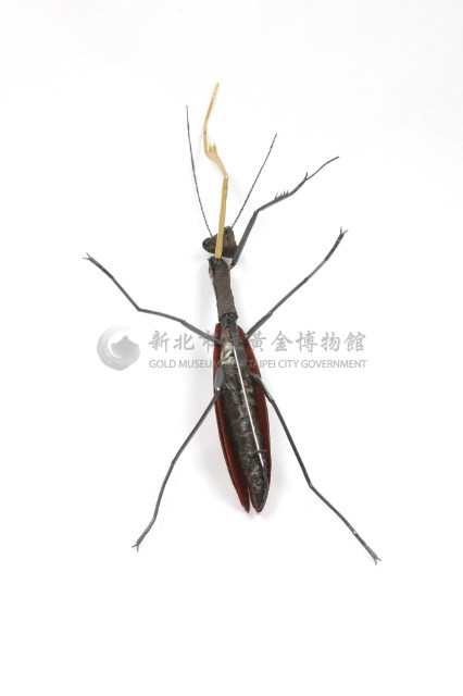Insects_ mantis藏品圖，第5張