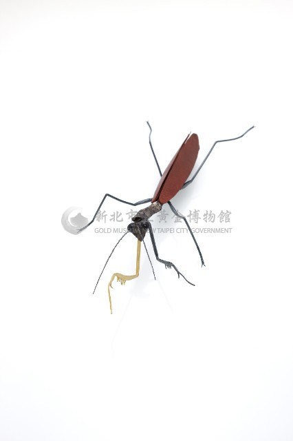 Insects_ mantis藏品圖，第4張