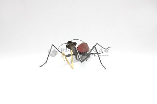 Insects_ mantis藏品圖，第3張