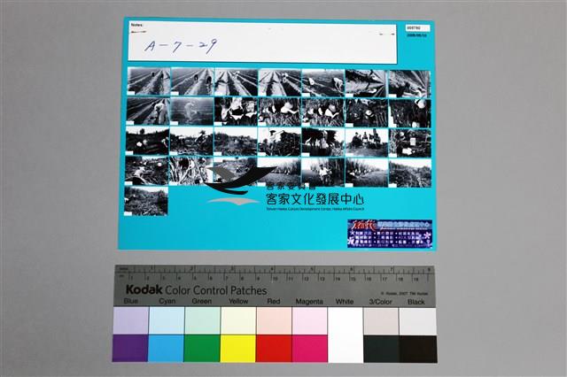 135黑白負片A-7-29藏品圖，第2張