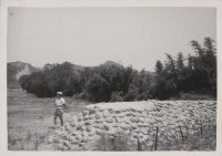 登錄號:2008.001.1151藏品圖，第1張