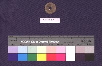 康熙通寶藏品圖，第2張