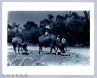 牧童與水牛藏品圖，第1張