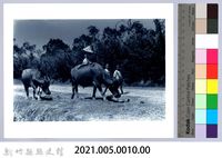 牧童與水牛藏品圖，第2張