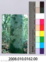 李崠山圖照25-故桃園廳巡查渡邊要墓碑藏品圖，第2張