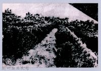 鄧雨賢相關照片26：茶園藏品圖，第1張