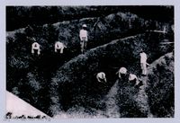 鄧雨賢相關照片37：採茶藏品圖，第1張