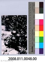 鄧雨賢相關照片39：柑橘藏品圖，第2張