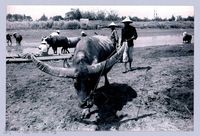 鄧雨賢相關照片142：水牛藏品圖，第1張