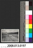 鳳山溪水尾堤防復原工程(堤防復原350M)-施工中藏品圖，第3張