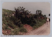 林保仁縣長主政照片：頭前溪剷除高莖作物-1藏品圖，第1張