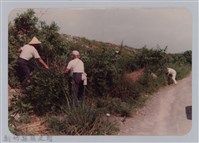 林保仁縣長主政照片：頭前溪剷除高莖作物-2藏品圖，第1張