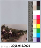 林保仁縣長主政照片：頭前溪剷除高莖作物-2藏品圖，第3張