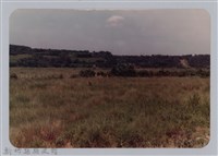 林保仁縣長主政照片：頭前溪剷除高莖作物-3藏品圖，第1張