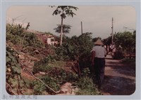 林保仁縣長主政照片：頭前溪剷除高莖作物-4藏品圖，第1張