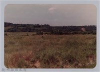 林保仁縣長主政照片：頭前溪剷除高莖作物-7藏品圖，第1張