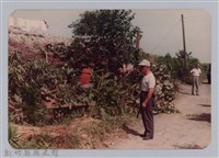 林保仁縣長主政照片：頭前溪剷除高莖作物-8藏品圖，第1張