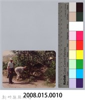 林保仁縣長主政照片：頭前溪剷除高莖作物-9藏品圖，第3張