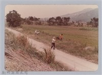 林保仁縣長主政照片：頭前溪剷除高莖作物-16藏品圖，第1張