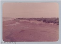 林保仁縣長主政照片：頭前溪剷除高莖作物-17藏品圖，第1張