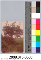 林保仁縣長主政照片：新竹縣新埔鎮六十七年度防汛演習-23藏品圖，第3張