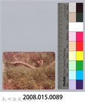 林保仁縣長主政照片：新竹縣新埔鎮六十七年度防汛演習-52藏品圖，第3張