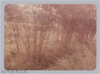 林保仁縣長主政照片：新竹縣新埔鎮六十七年度防汛演習-59藏品圖，第1張