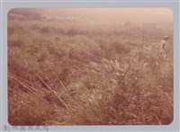 林保仁縣長主政照片：新竹縣新埔鎮六十七年度防汛演習-63藏品圖，第1張