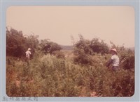 林保仁縣長主政照片：新竹縣新埔鎮六十七年度防汛演習-68藏品圖，第1張