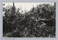 林保仁縣長主政照片：新竹縣芎林堤防防汛搶救演習-13藏品圖，第1張