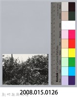 林保仁縣長主政照片：新竹縣芎林堤防防汛搶救演習-13藏品圖，第3張