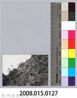 林保仁縣長主政照片：新竹縣芎林堤防防汛搶救演習-14藏品圖，第3張