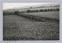 林保仁縣長主政照片：新竹縣芎林堤防防汛搶救演習-38藏品圖，第1張