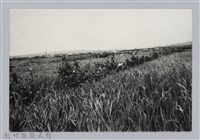 林保仁縣長主政照片：新竹縣芎林堤防防汛搶救演習-42藏品圖，第1張