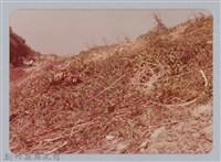 林保仁縣長主政照片：新竹縣芎林堤防防汛搶救演習-58藏品圖，第1張