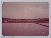 林保仁縣長主政照片：新竹縣七十一年度高莖作物砍成果-2藏品圖，第1張