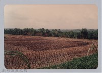 林保仁縣長主政照片：新竹縣七十一年度高莖作物砍成果-3藏品圖，第1張