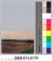 林保仁縣長主政照片：新竹縣七十一年度高莖作物砍成果-3藏品圖，第3張