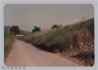 林保仁縣長主政照片：新竹縣七十一年度高莖作物砍成果-7藏品圖，第1張