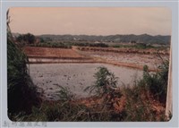 林保仁縣長主政照片：新竹縣七十一年度高莖作物砍成果-10藏品圖，第1張