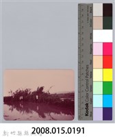 林保仁縣長主政照片：新竹縣七十一年度高莖作物砍成果-15藏品圖，第3張