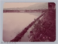 林保仁縣長主政照片：新竹縣七十一年度高莖作物砍成果-16藏品圖，第1張