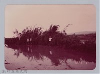 林保仁縣長主政照片：新竹縣七十一年度高莖作物砍成果-19藏品圖，第1張