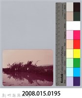 林保仁縣長主政照片：新竹縣七十一年度高莖作物砍成果-19藏品圖，第3張