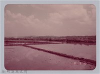 林保仁縣長主政照片：新竹縣七十一年度高莖作物砍成果-20藏品圖，第1張