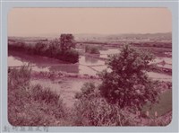 林保仁縣長主政照片：新竹縣七十一年度高莖作物砍成果-21藏品圖，第1張