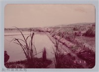 林保仁縣長主政照片：新竹縣七十一年度高莖作物砍成果-22藏品圖，第1張