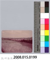 林保仁縣長主政照片：新竹縣七十一年度高莖作物砍成果-23藏品圖，第3張