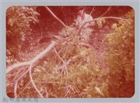 林保仁縣長主政照片：新竹縣七十一年度高莖作物砍成果-24藏品圖，第1張